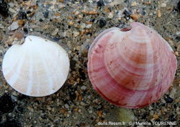 dosinia_exolata-muto-img_39197