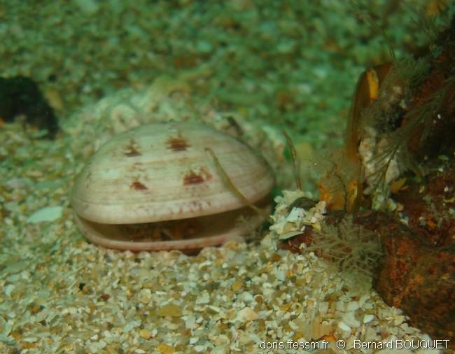 dosinia_exoleta-bebo-img_01