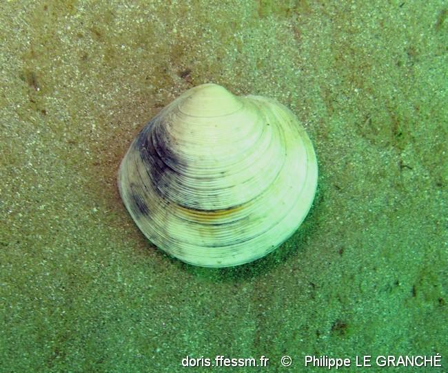 dosinia_exoleta-plg-img-1156