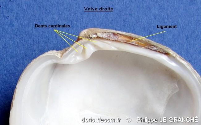 dosinia_exoleta-plg-img_07