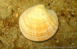 dosinia_exoleta-plg-img_3006