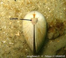 dosinia_exoleta-plg-img_3007