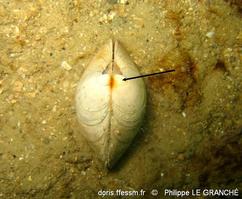 dosinia_exoleta-plg-img_3009