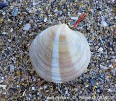 dosinia_exoleta-plg-img_3380