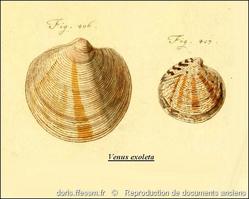 dosinia_exoleta-rda-img_115