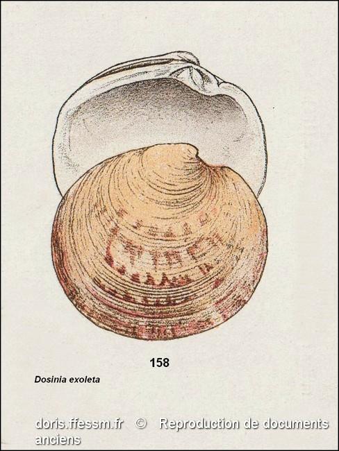 dosinia_exoleta-rda-img_158