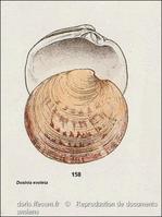 dosinia_exoleta-rda-img_158