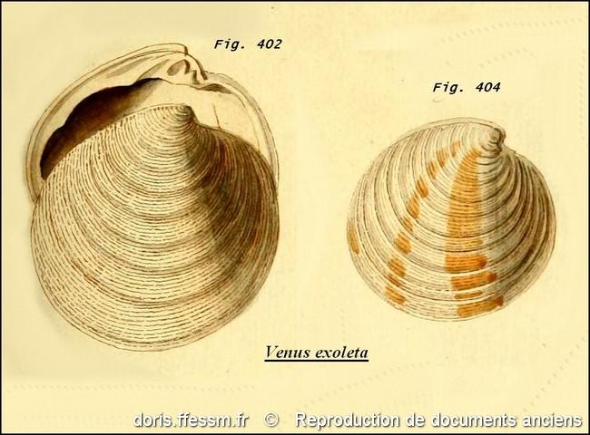 dosinia_exoleta-rda-img_828
