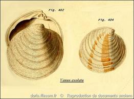 dosinia_exoleta-rda-img_828