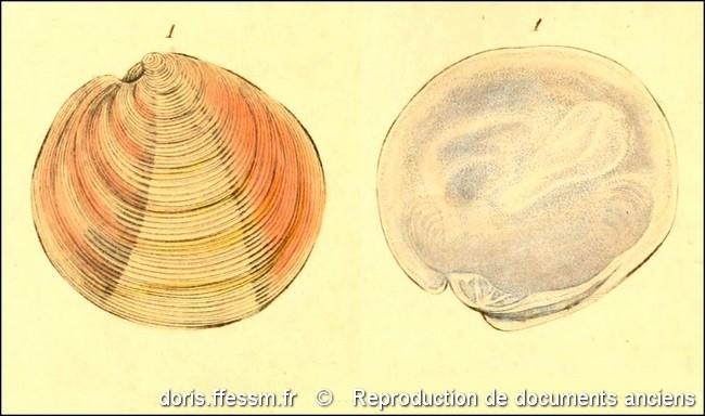 dosinia_exoleta-rda-img_920