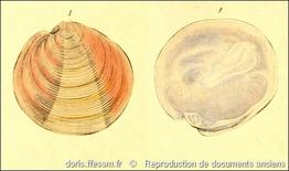 dosinia_exoleta-rda-img_920