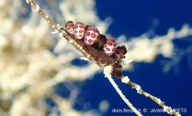 Doto_floridicola_js_01