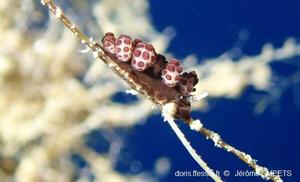 Doto_floridicola_js_01