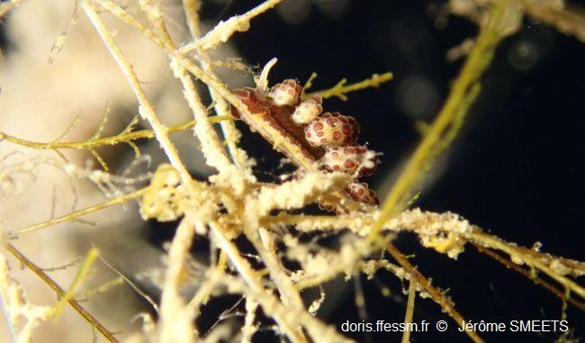 Doto_floridicola_js_02