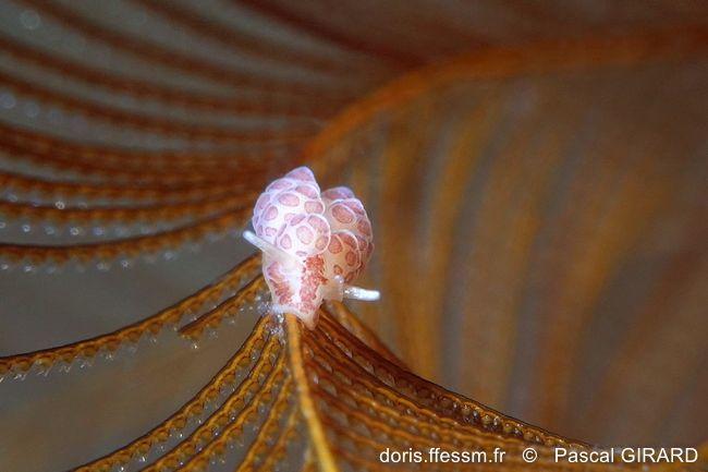 Doto_floridicola_pg_01