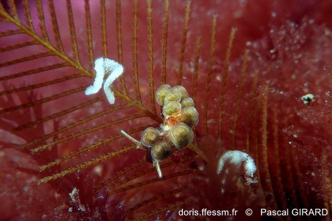 Doto_floridicola_pg_02