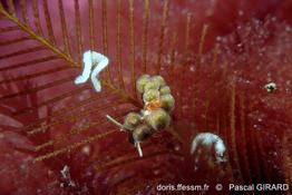 Doto_floridicola_pg_02