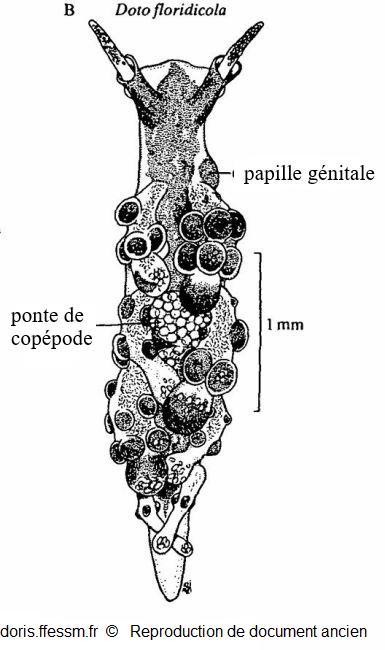 Doto_floridicola_tb_01