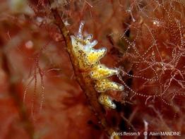 Doto_koenneckeri_am_01