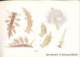 Doto_koenneckeri_hl_01