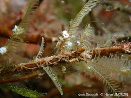 Doto_koenneckeri_hl_01