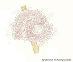 Doto_koenneckeri_hl_02