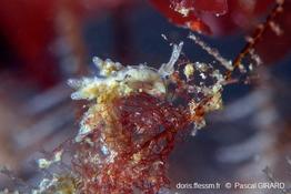 Doto_koenneckeri_pg_02