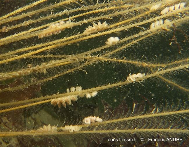 doto_pinnatifida-fa205