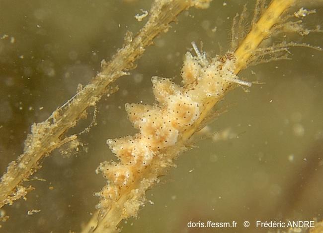 doto_pinnatifida-fa219