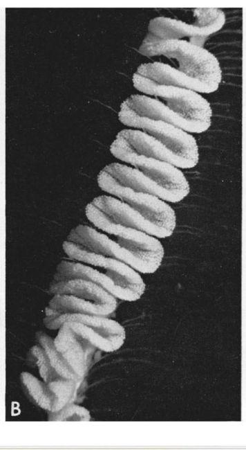 Doto_pinnatifida_ak_01