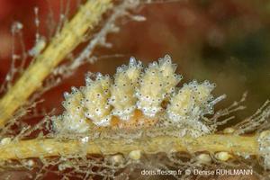 Doto_pinnatifida_dr_01