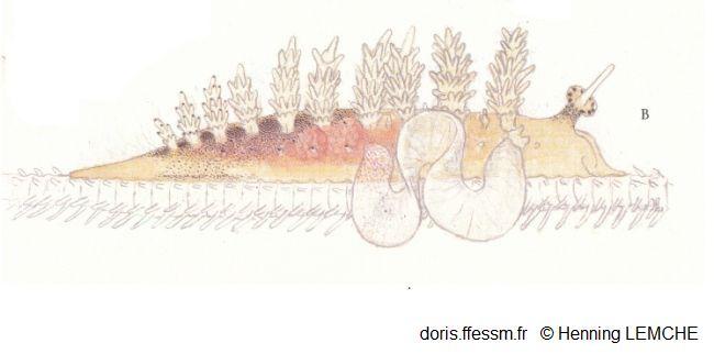 Doto_pinnatifida_hl_01