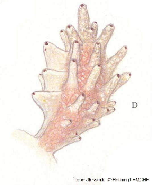 Doto_pinnatifida_hl_02