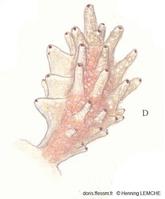 Doto_pinnatifida_hl_02