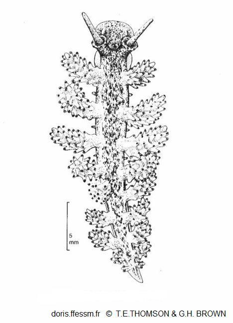 Doto_pinnatifida_tetghb_01