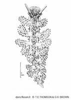 Doto_pinnatifida_tetghb_01