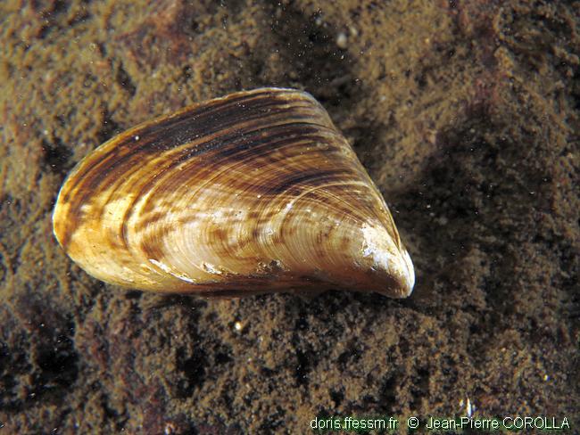 dreissena_bugensis-jpc-10