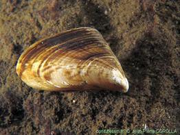 dreissena_bugensis-jpc-10