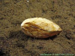 dreissena_bugensis-jpc-20