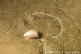 dreissena_bugensis-vma-10
