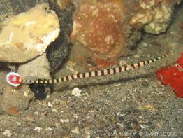 dunckerocampus_dactyliophorus-slb2