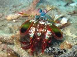 odontodactylus_scyllarus-slb2