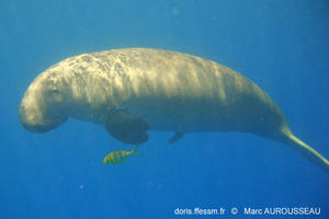 dugong-dugon_ma2