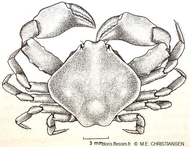 Ebalia_tumefacta_mec_01