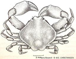 Ebalia_tumefacta_mec_01