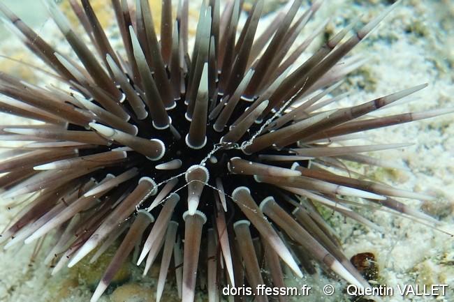 echinometra_mathaei-quva-img_48604