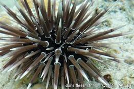 echinometra_mathaei-quva-img_48604