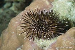 echinometra_mathaei-vl1