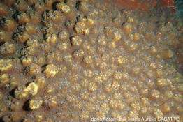 echinopora_hirsutissima-mas01