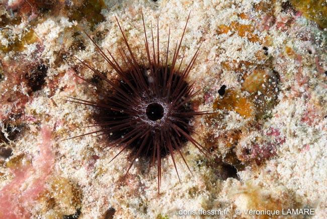 Echinostrephus_aciculatus-vl1